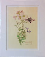 Mackintosh Cuckoo Flower Print