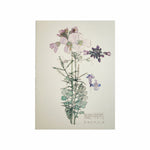 Mackintosh Cuckoo Flower Card