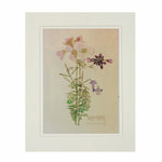 Mackintosh Cuckoo Flower Print