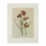 Mackintosh Fritillaria Print