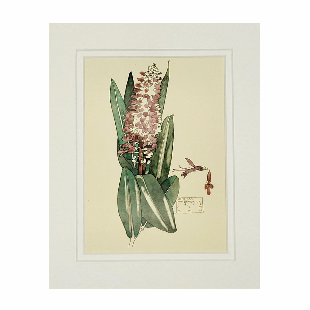 Mackintosh Veronica Print