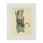 Mackintosh Veronica Print