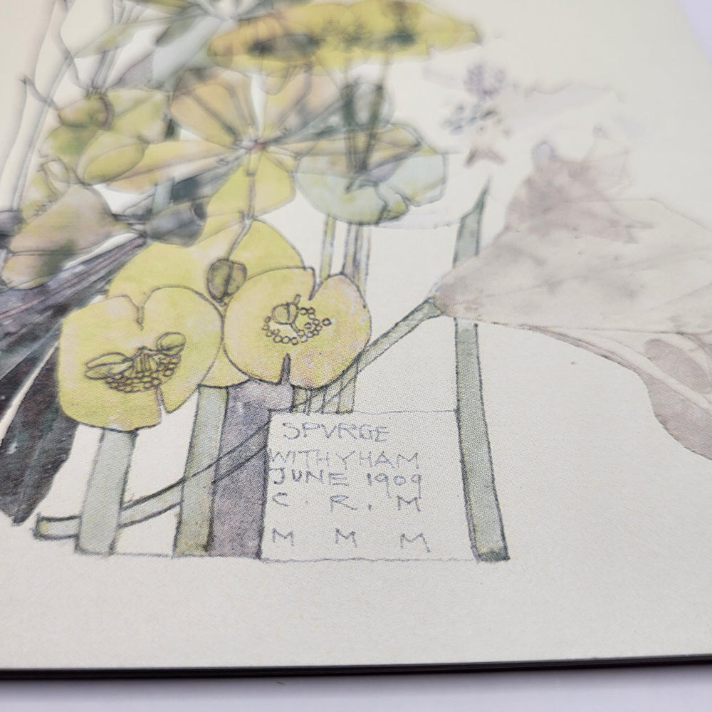 Greetings card featuring a watercolour painting of flowering spurge, by Charles Rennie Mackintosh. The image shows a close-up of the signature box at the bottom of the painting.