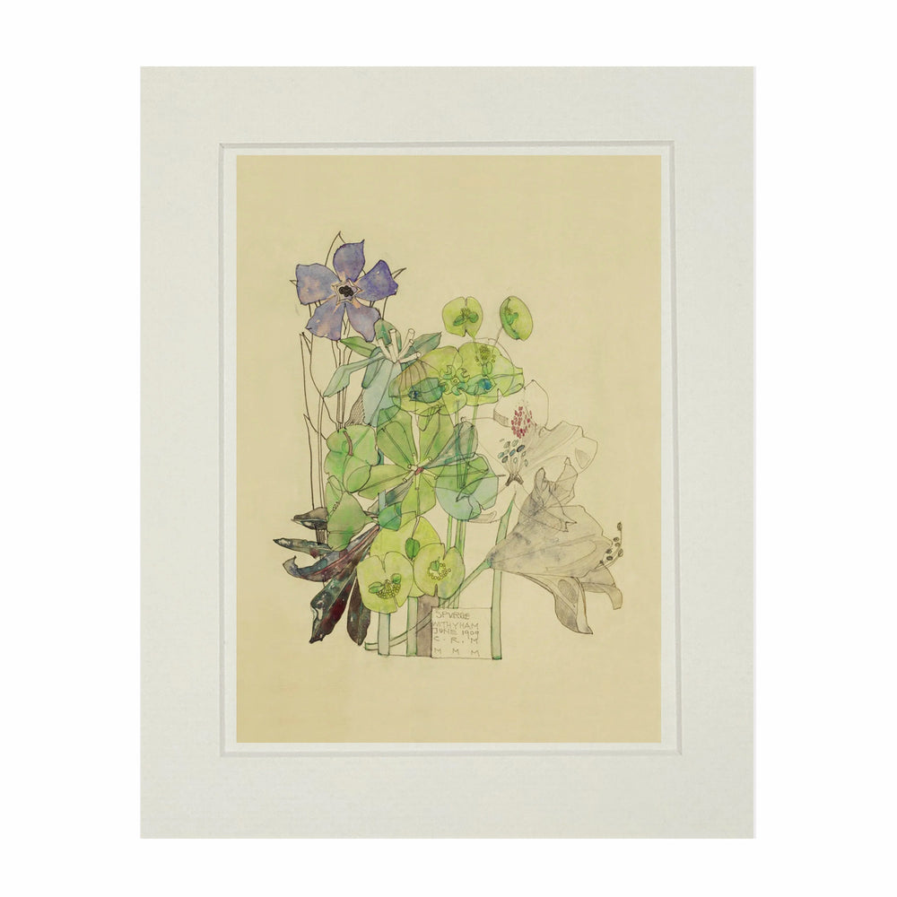 Mackintosh Spurge Print