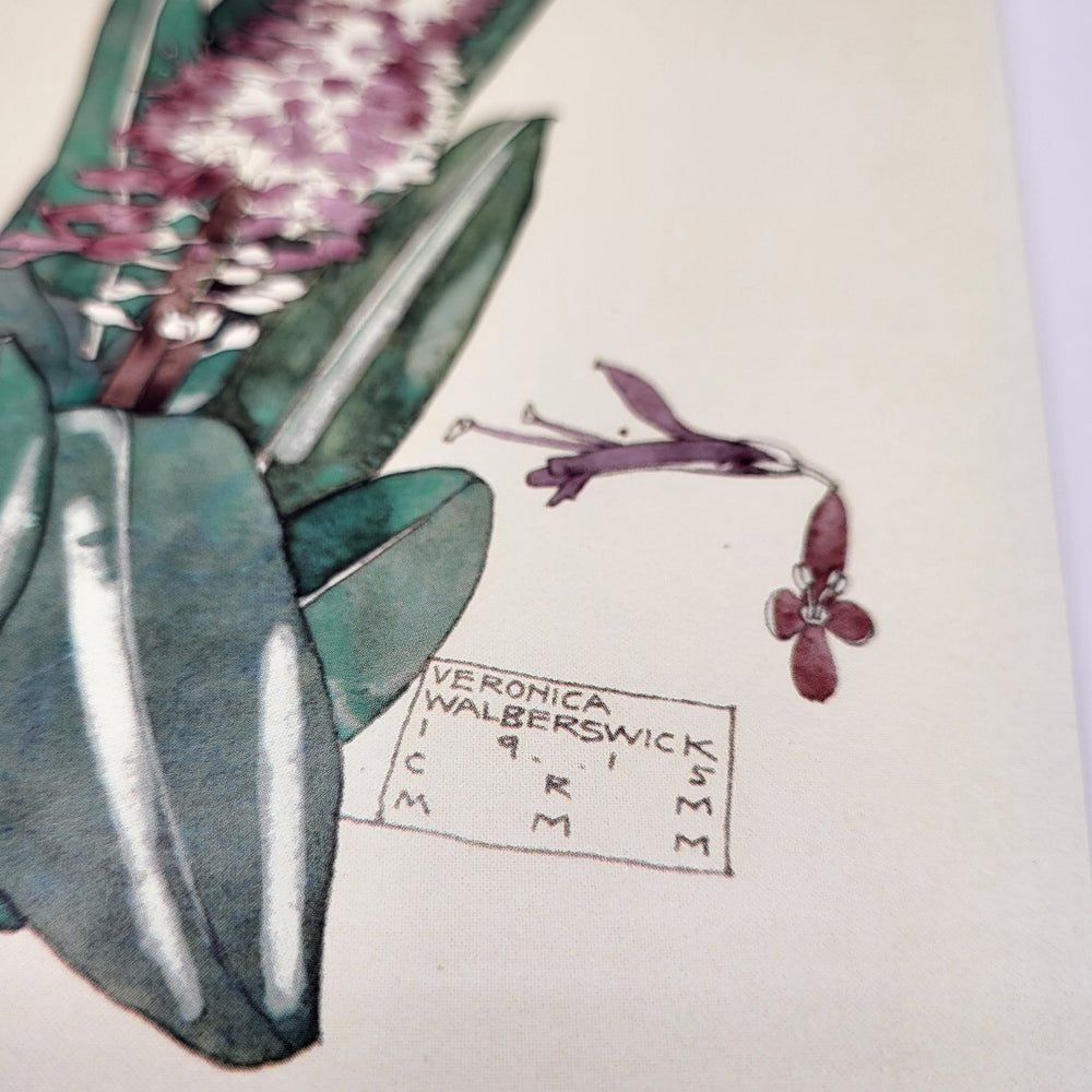 Greetings card featuring a watercolour painting of flowering veronica, by Charles Rennie Mackintosh. The image shows a close-up of the signature box at the bottom of the painting.