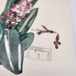 Greetings card featuring a watercolour painting of flowering veronica, by Charles Rennie Mackintosh. The image shows a close-up of the signature box at the bottom of the painting.