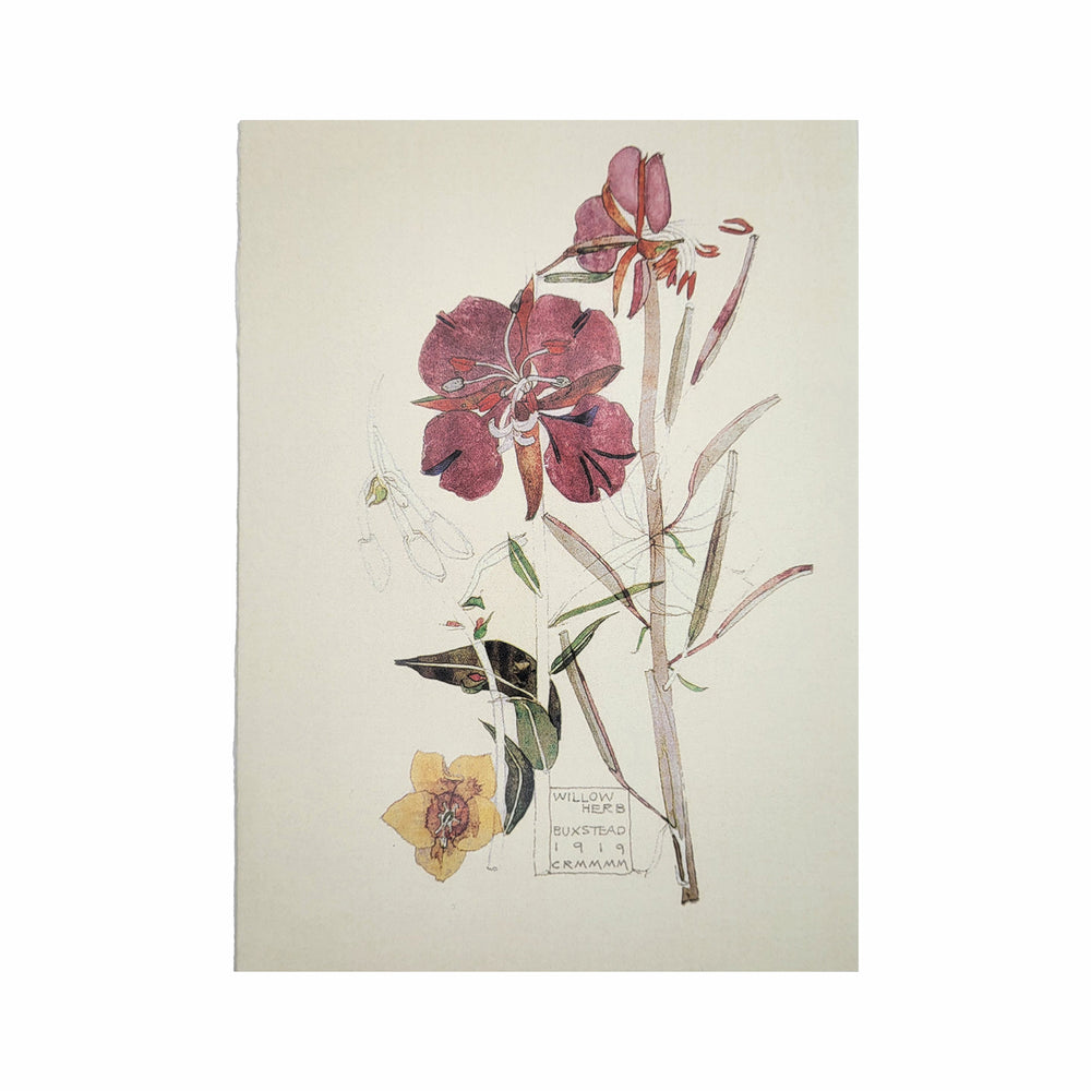 Mackintosh Willow Herb Card