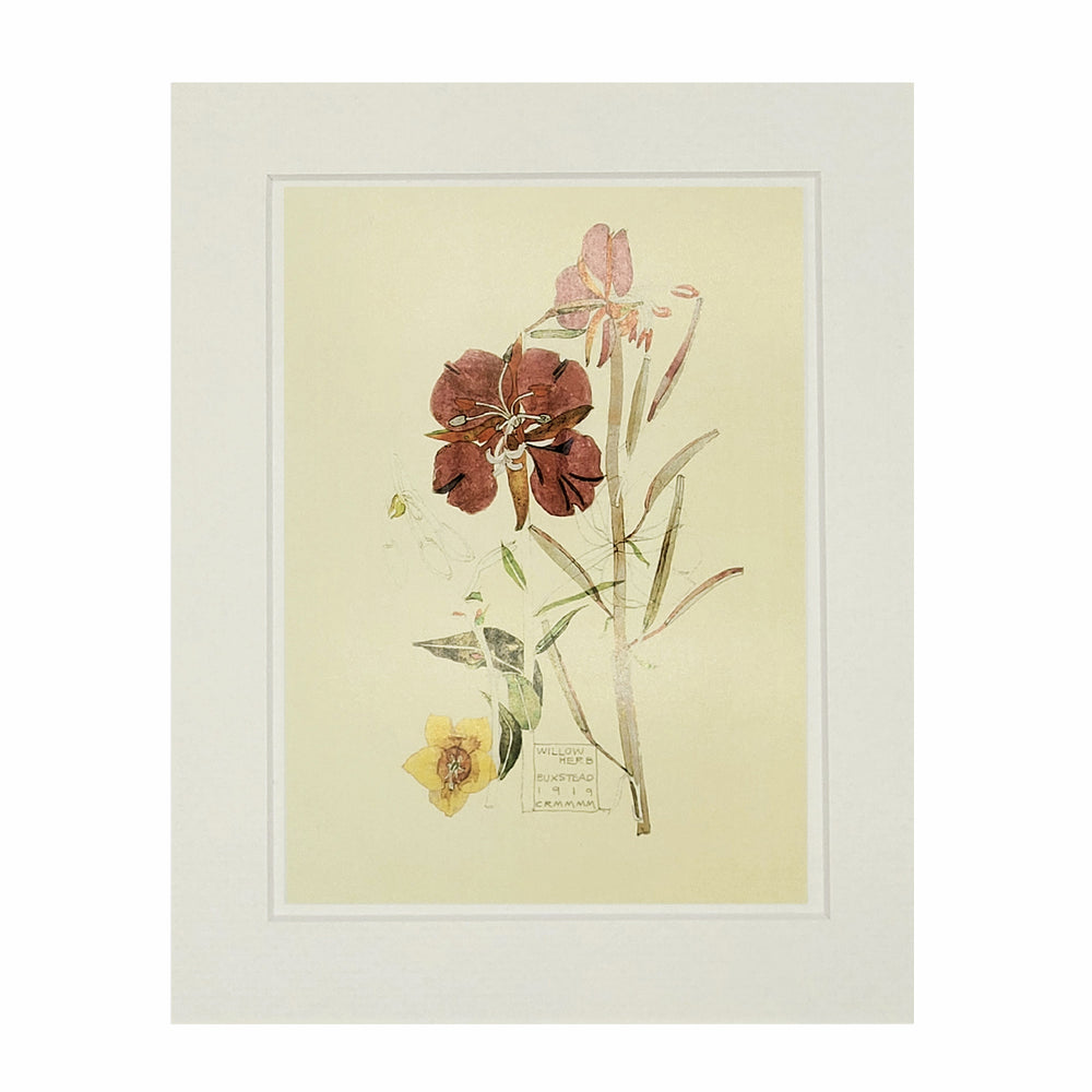 Mackintosh Willow Herb Print